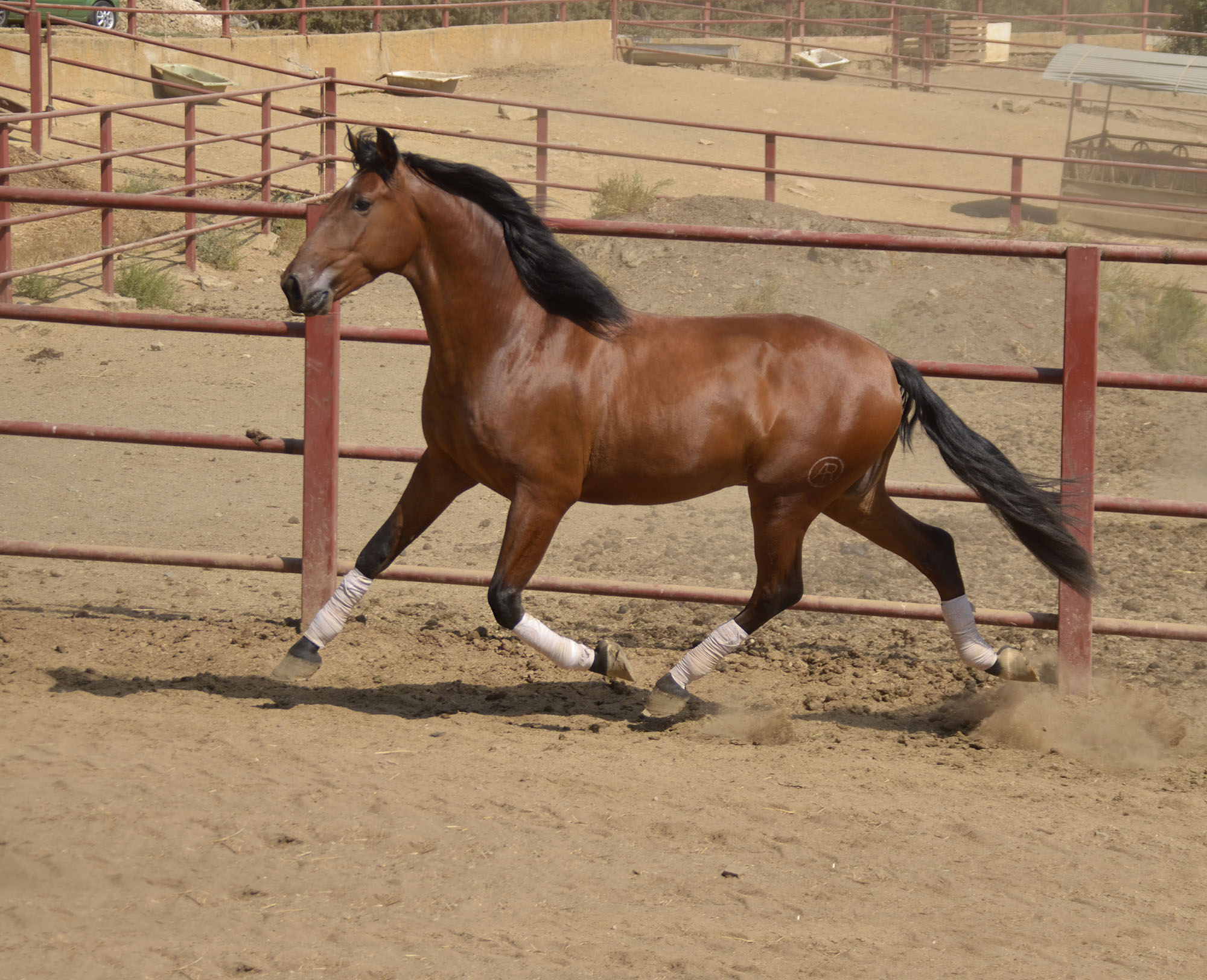 Caballo en Venta